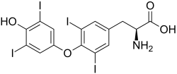 Levothyroxine-Molecule-Structure-1